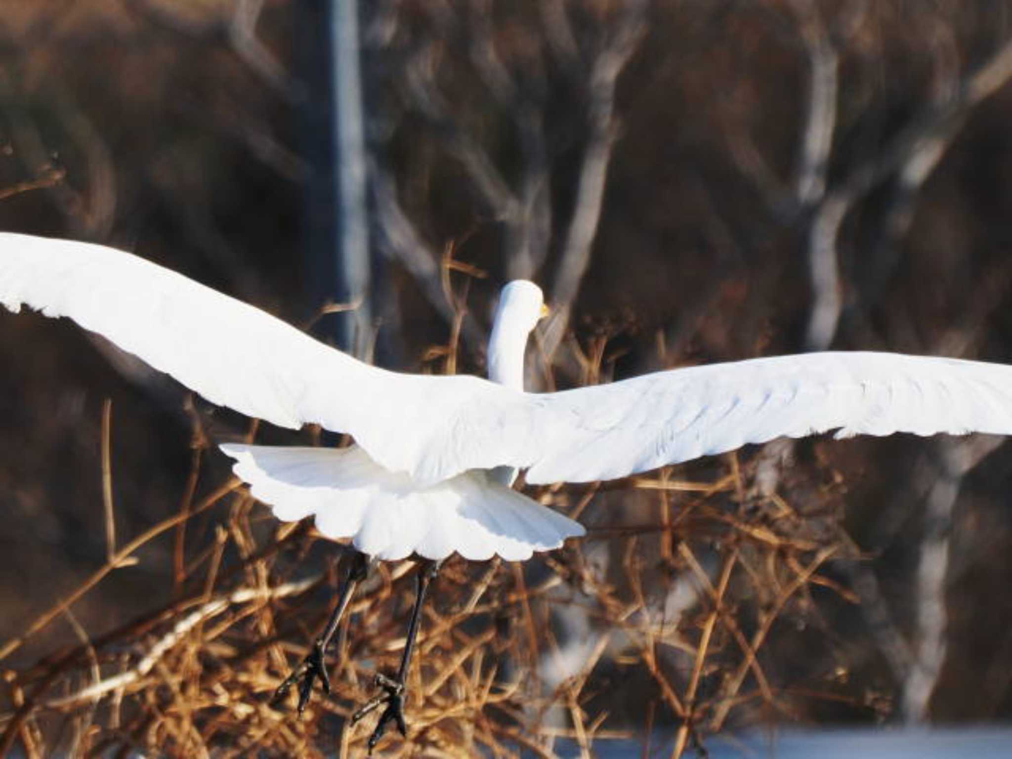 Great Egret