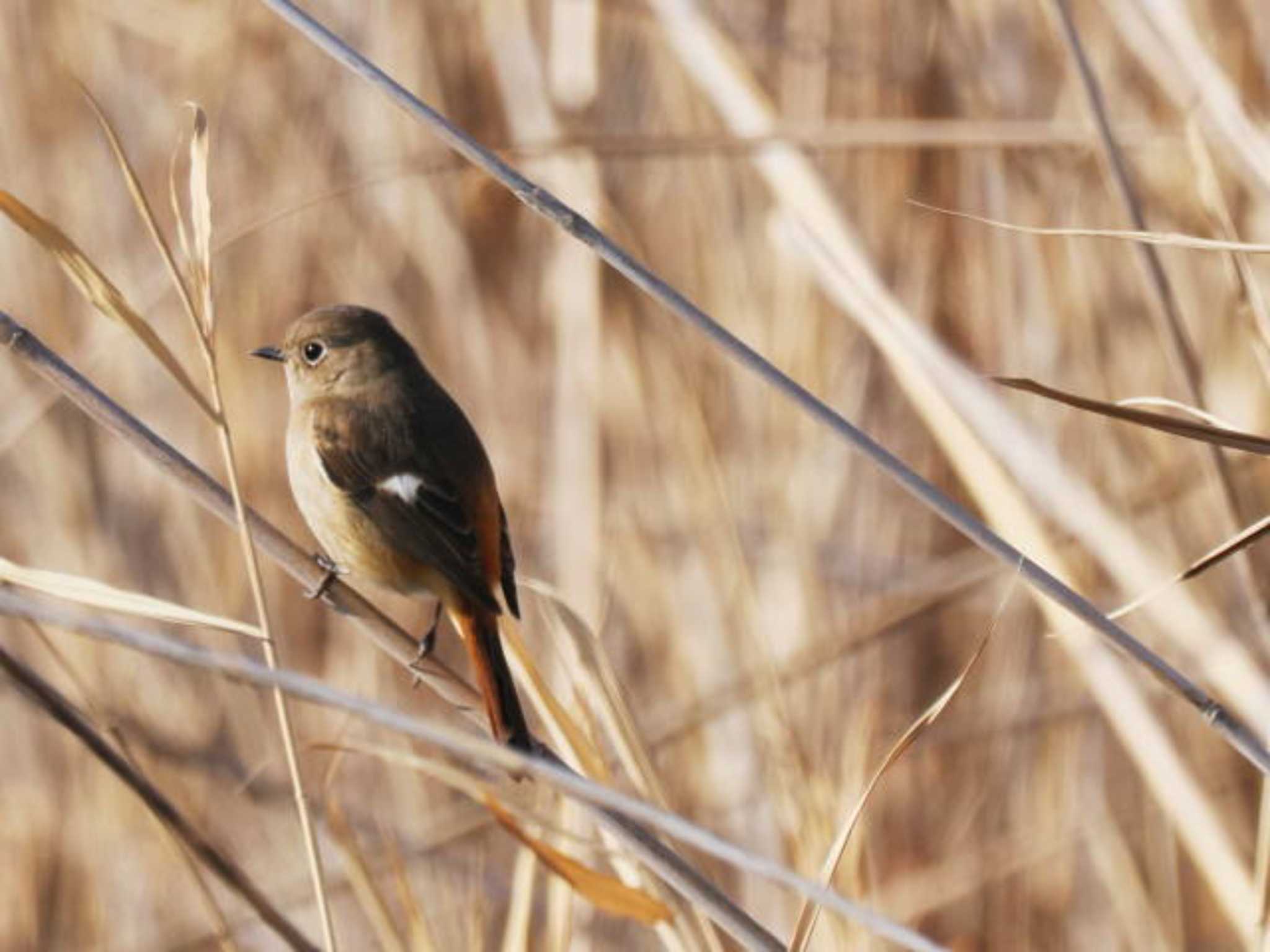 Daurian Redstart