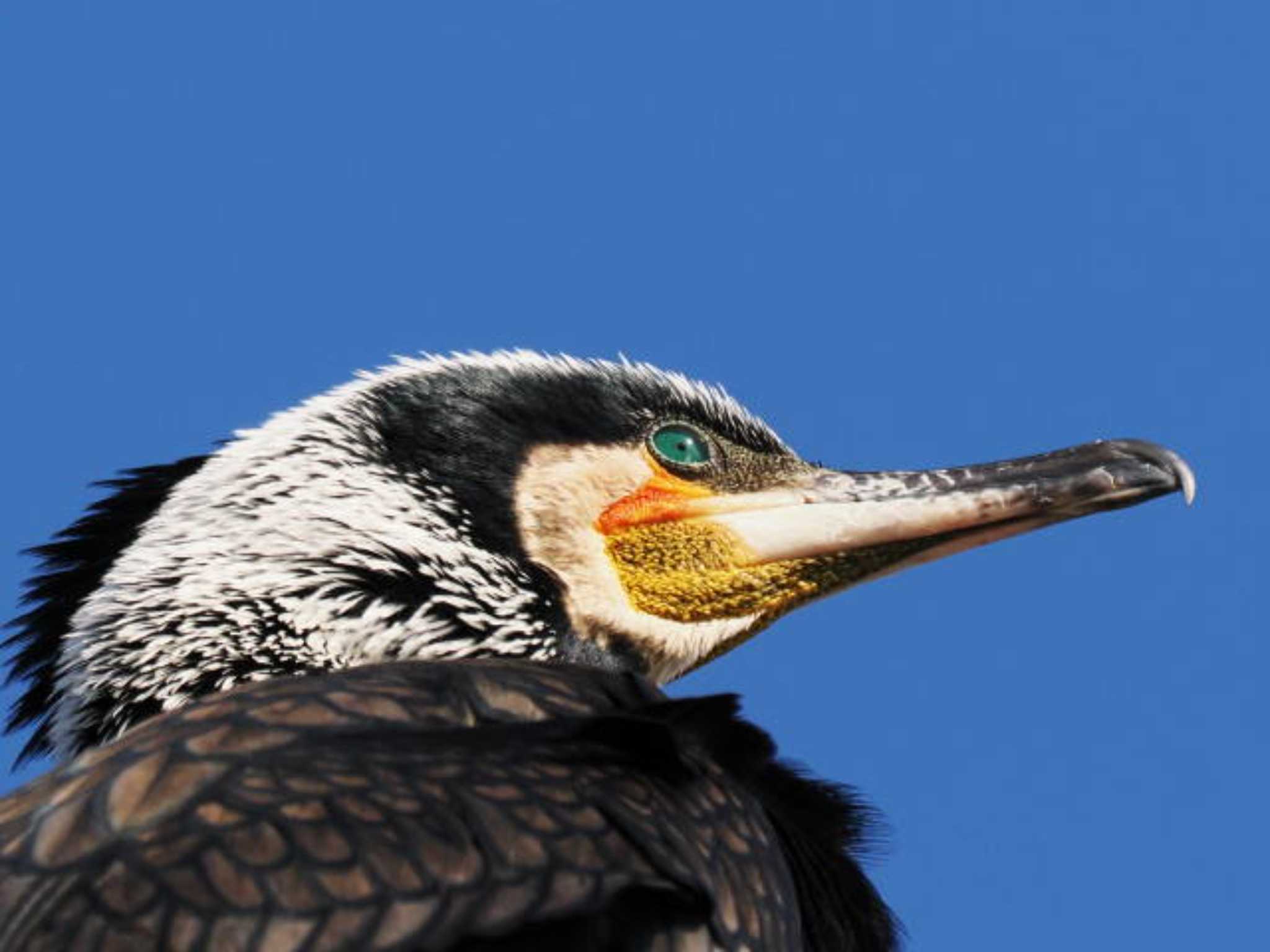 Great Cormorant