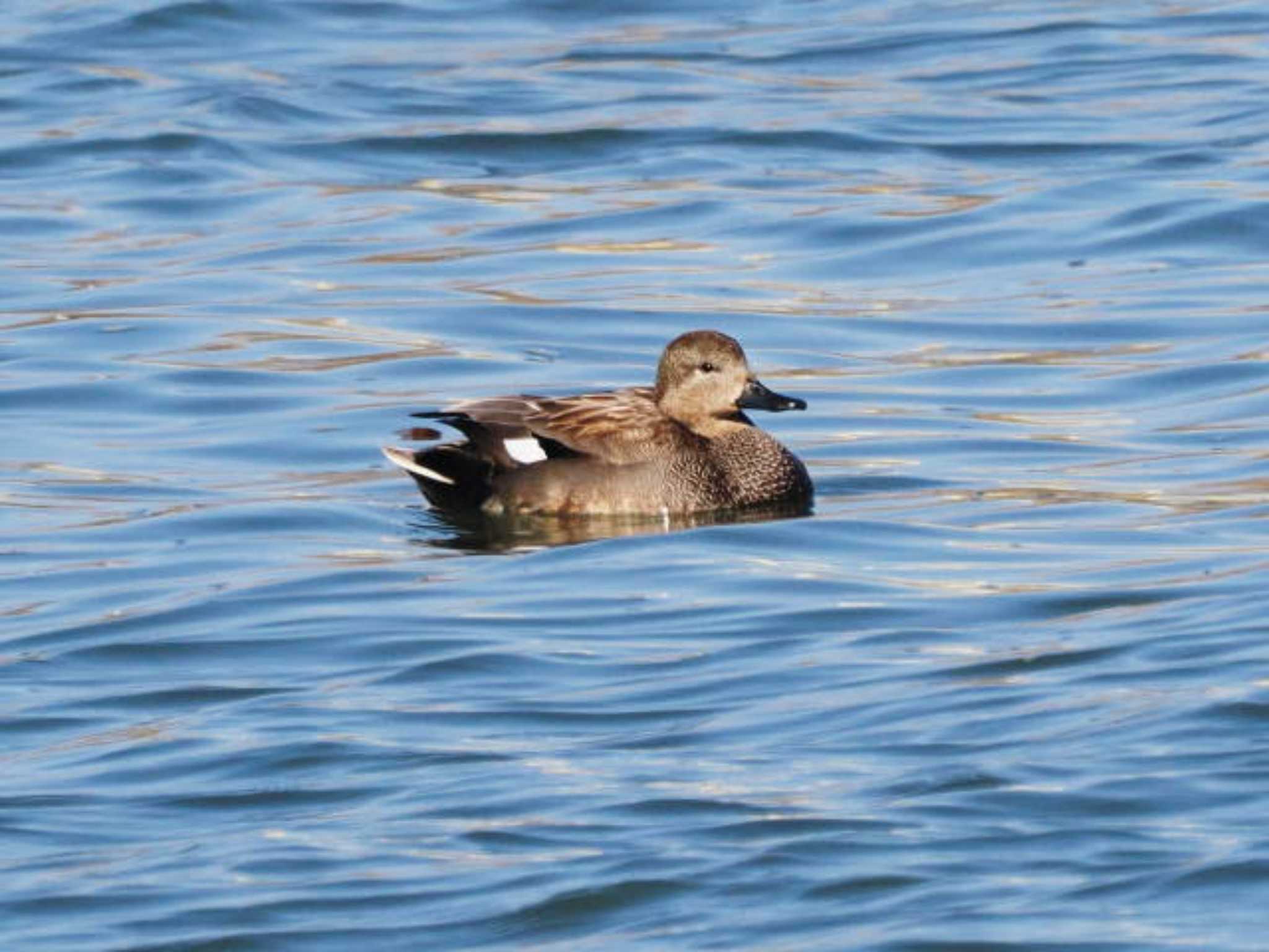 Gadwall