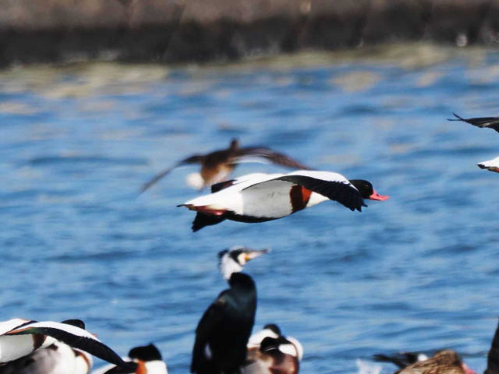 Common Shelduck