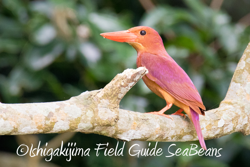 Ruddy Kingfisher(bangsi)