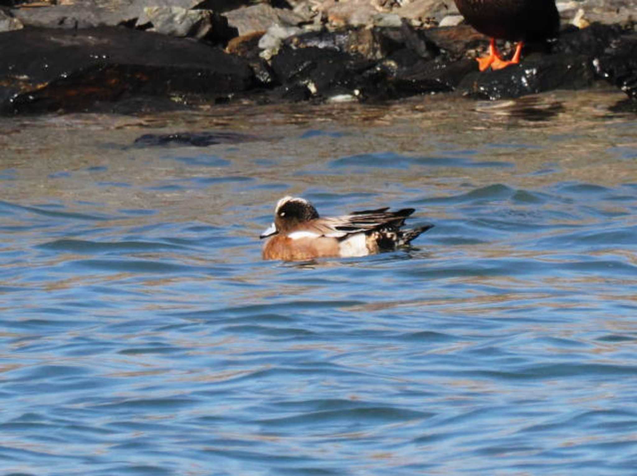 American Wigeon