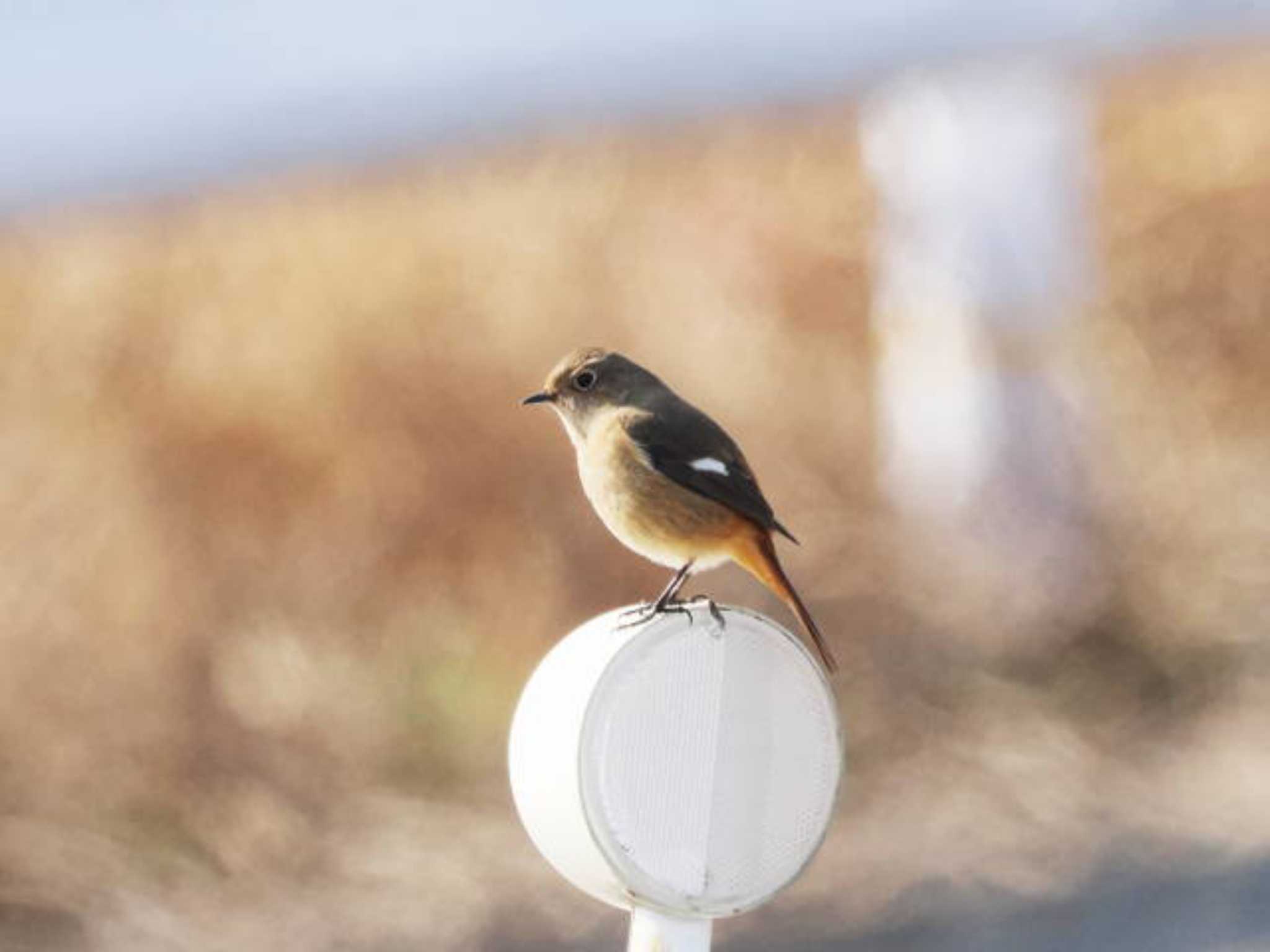 Daurian Redstart