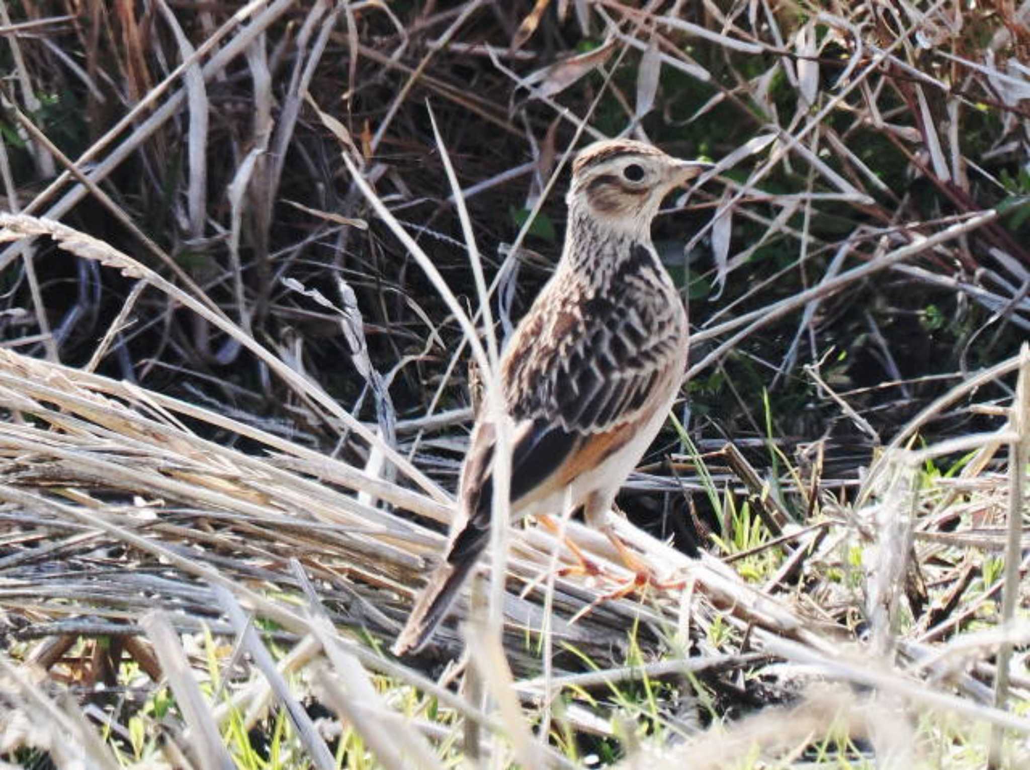 Eurasian Skylark