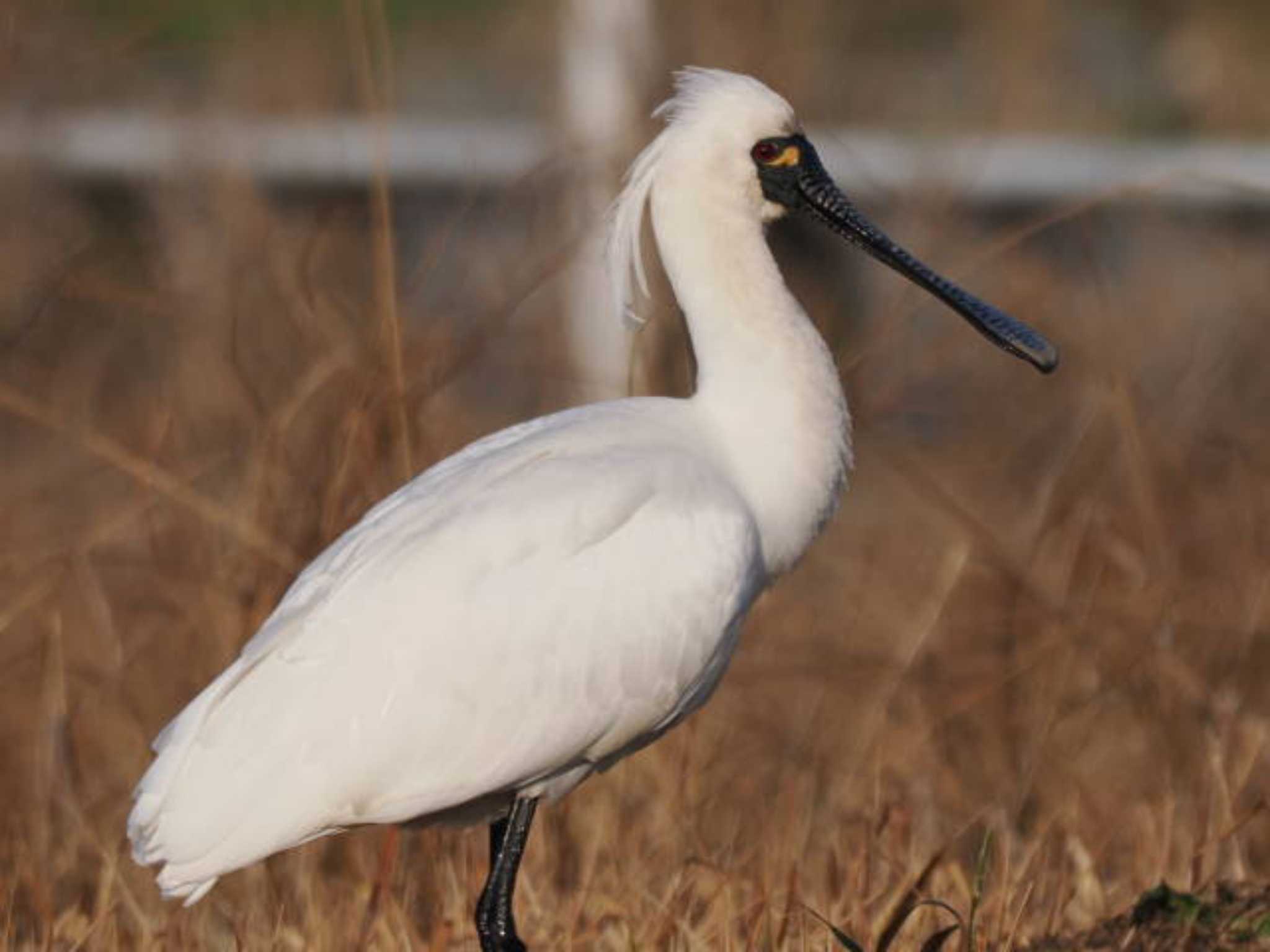 Black-faced Spoonbill