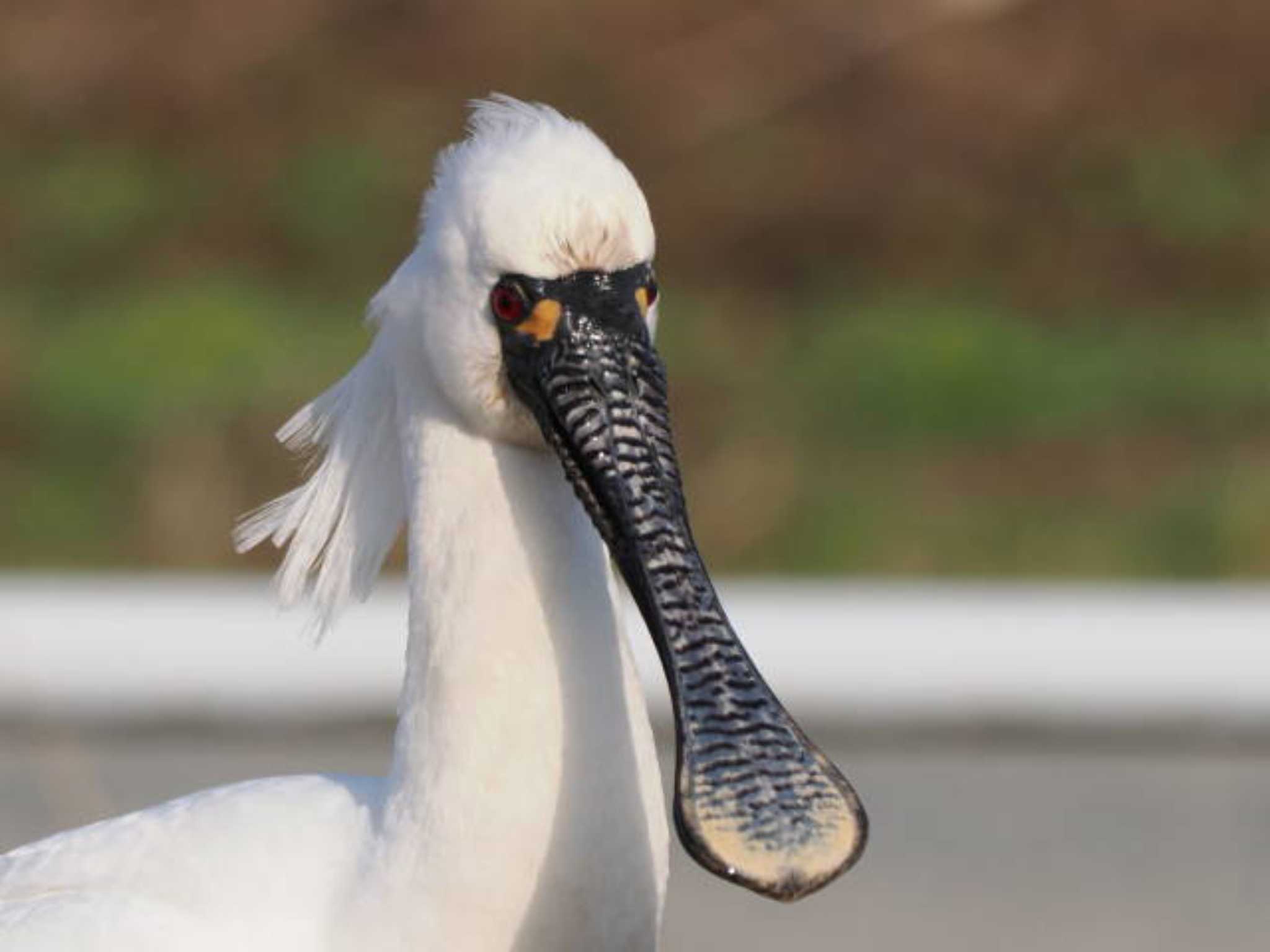 Black-faced Spoonbill