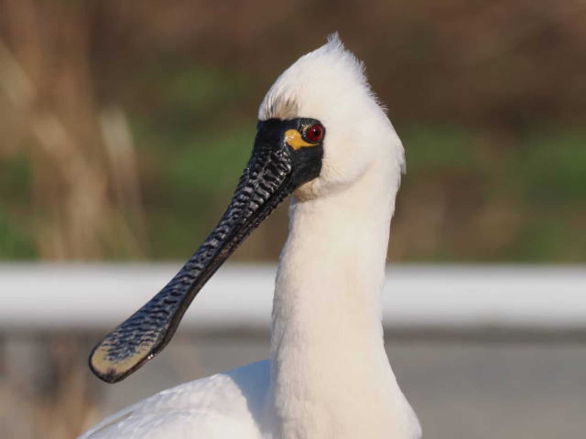 Black-faced Spoonbill