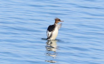 Red-breasted Merganser 日の出三番瀬沿い緑道 Sat, 2/24/2024