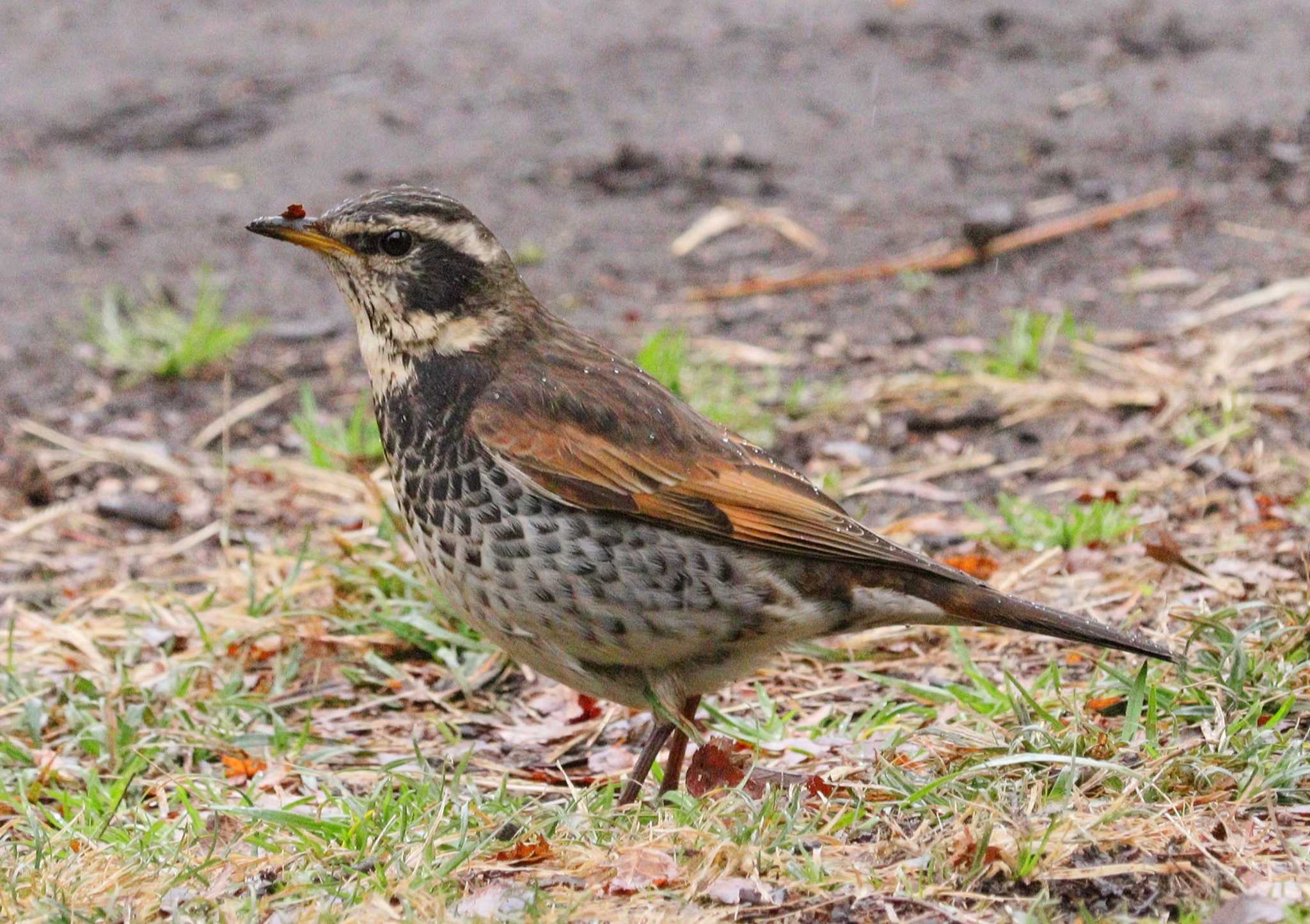 Dusky Thrush