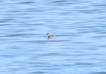 2024年2月24日(土) 日の出三番瀬沿い緑道の野鳥観察記録