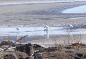 クロツラヘラサギ 葛西臨海公園 2024年2月24日(土)