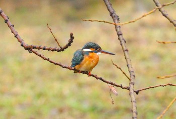 カワセミ 水元公園 2024年2月23日(金)