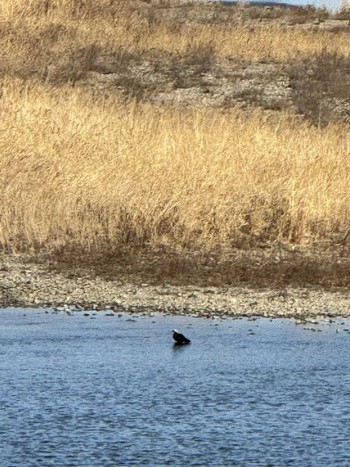 2024年2月28日(水) 多摩川の野鳥観察記録