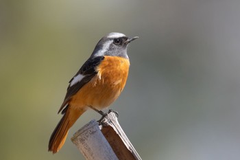 Daurian Redstart 埼玉県こども動物自然公園 Wed, 2/28/2024