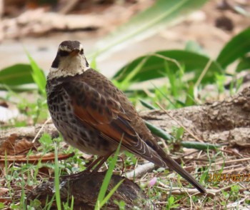 Dusky Thrush 木場公園(江東区) Thu, 2/29/2024