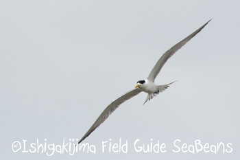 Greater Crested Tern Ishigaki Island Wed, 6/13/2018