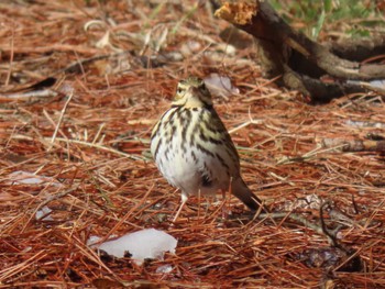 Olive-backed Pipit 平筒沼(宮城県登米市) Sat, 2/24/2024