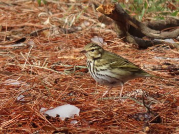 Olive-backed Pipit 平筒沼(宮城県登米市) Sat, 2/24/2024