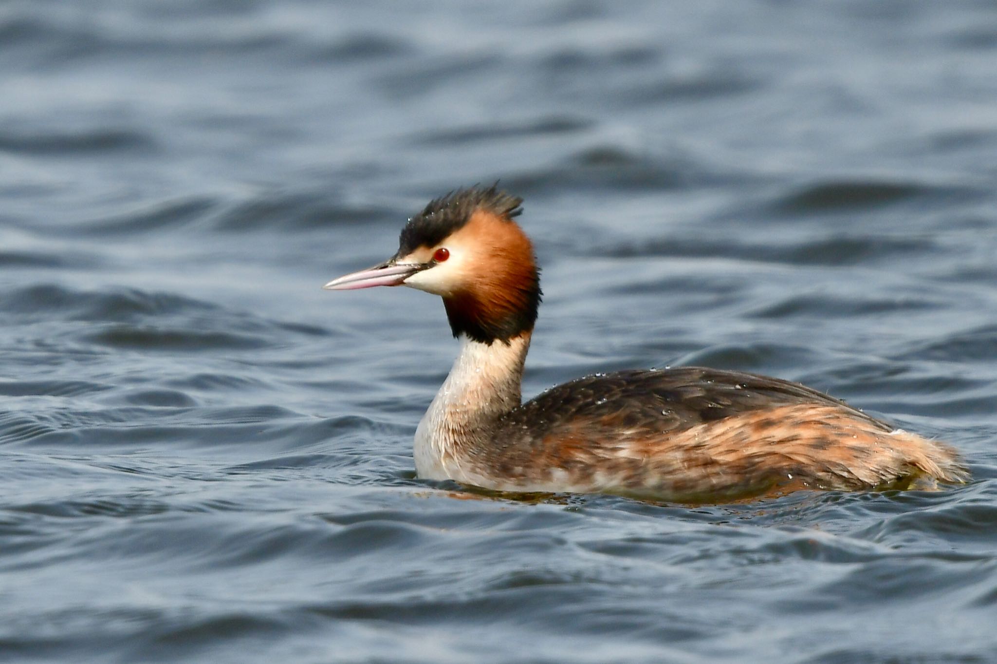Photo of Great Crested Grebe at 巨勢川調整池 by にょろちょろ
