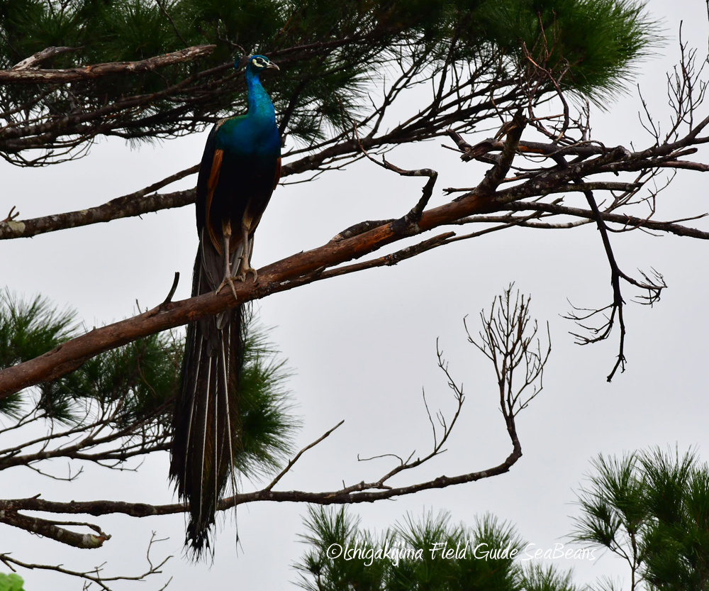 Photo of Indian Peafowl at Ishigaki Island by 石垣島バードウオッチングガイドSeaBeans