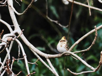 Yellow-throated Bunting 牛頸ダム(福岡県) Sat, 2/4/2023