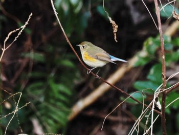 Sat, 2/4/2023 Birding report at 牛頸ダム(福岡県)