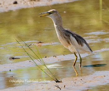 Javan Pond Heron Ishigaki Island Unknown Date