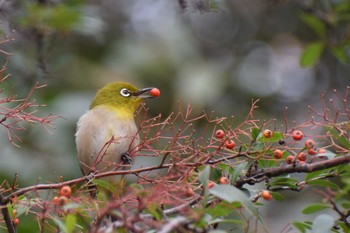 Warbling White-eye ＭＦ Thu, 1/11/2024