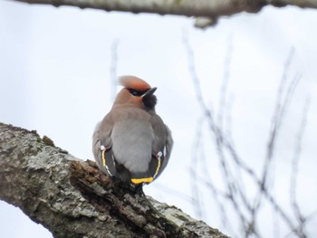 Bohemian Waxwing Unknown Spots Fri, 3/1/2024