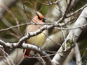 Japanese Waxwing Unknown Spots Fri, 3/1/2024