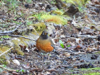 Brown-headed Thrush Unknown Spots Fri, 3/1/2024