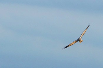 Hen Harrier 涸沼 Tue, 2/20/2024