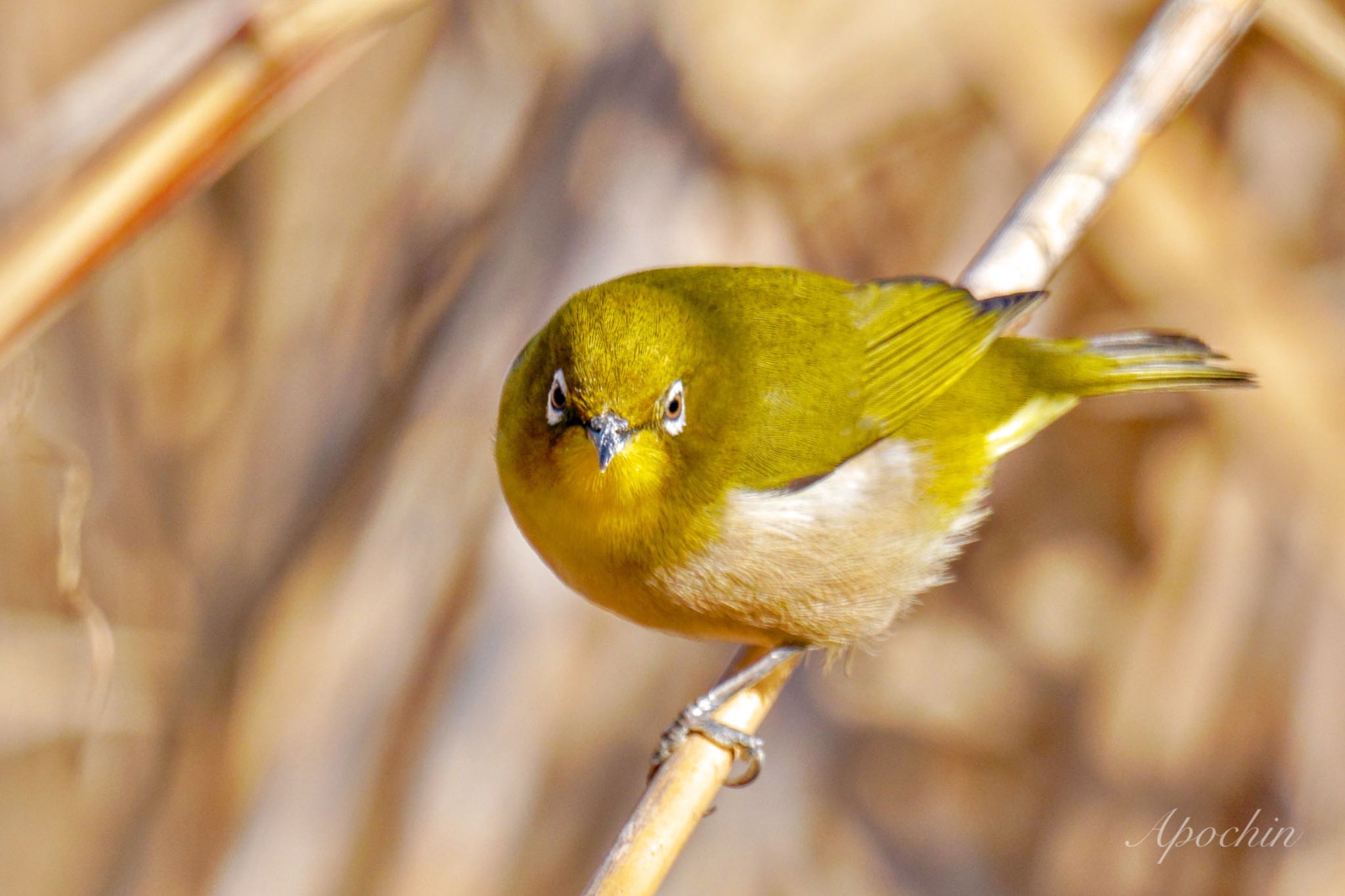 Photo of Warbling White-eye at Showa Kinen Park by アポちん