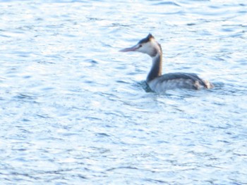 Great Crested Grebe 山口県周南市 Sat, 12/31/2022