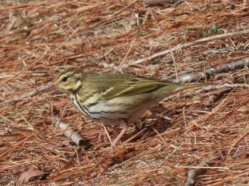 Olive-backed Pipit 平筒沼(宮城県登米市) Sat, 2/24/2024