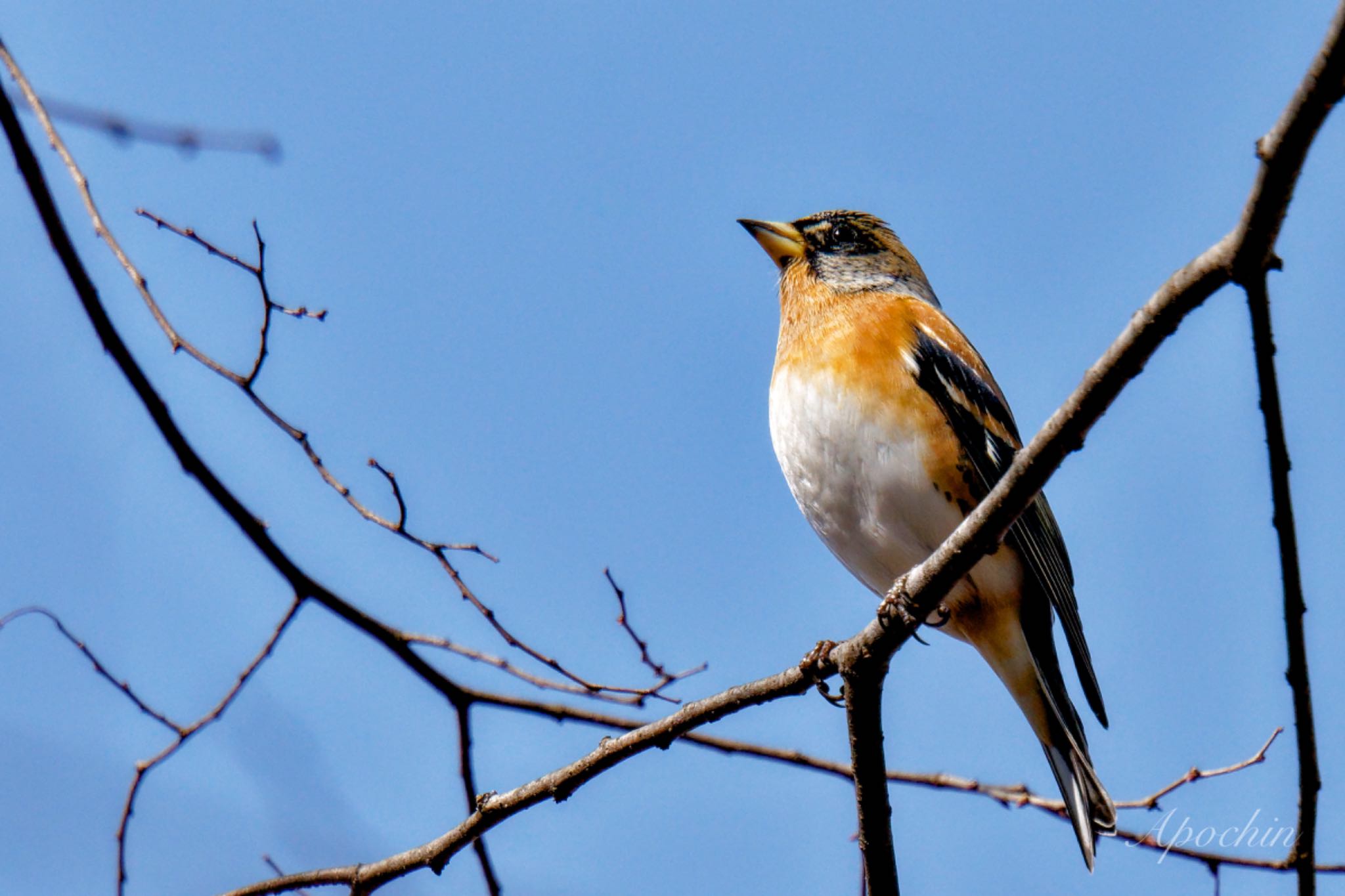 Brambling