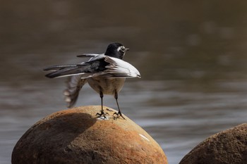 Japanese Wagtail Kitamoto Nature Observation Park Thu, 2/29/2024