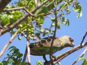 Meyer's Parrot