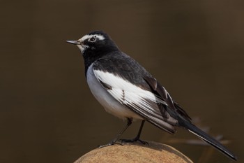 Japanese Wagtail Kitamoto Nature Observation Park Thu, 2/29/2024