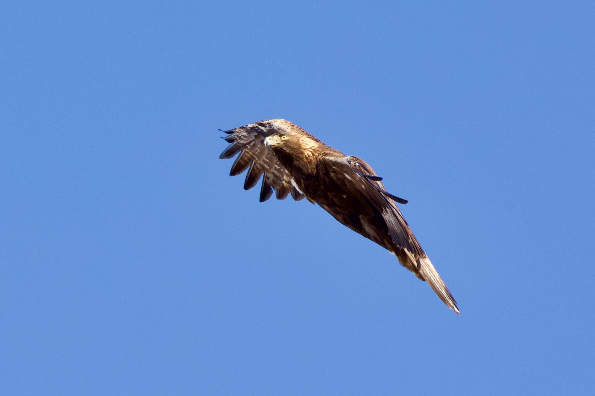 Photo of Golden Eagle at 岩手県 by ハゲマシコ