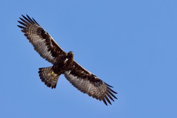 Golden Eagle 岩手県 Fri, 1/21/2022