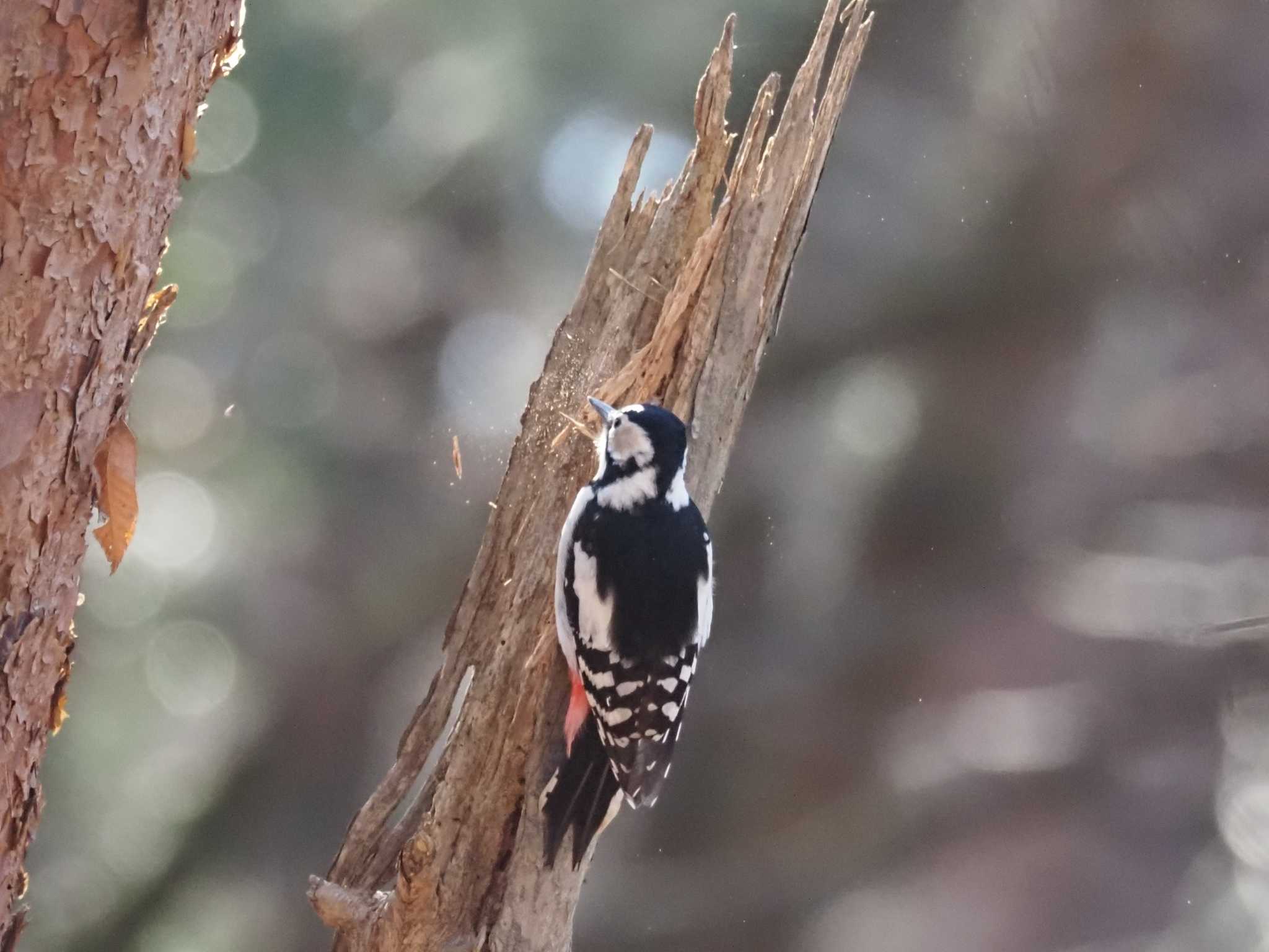 Photo of Great Spotted Woodpecker at 井頭公園 by とみた