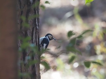 Great Spotted Woodpecker 井頭公園 Sun, 2/11/2024