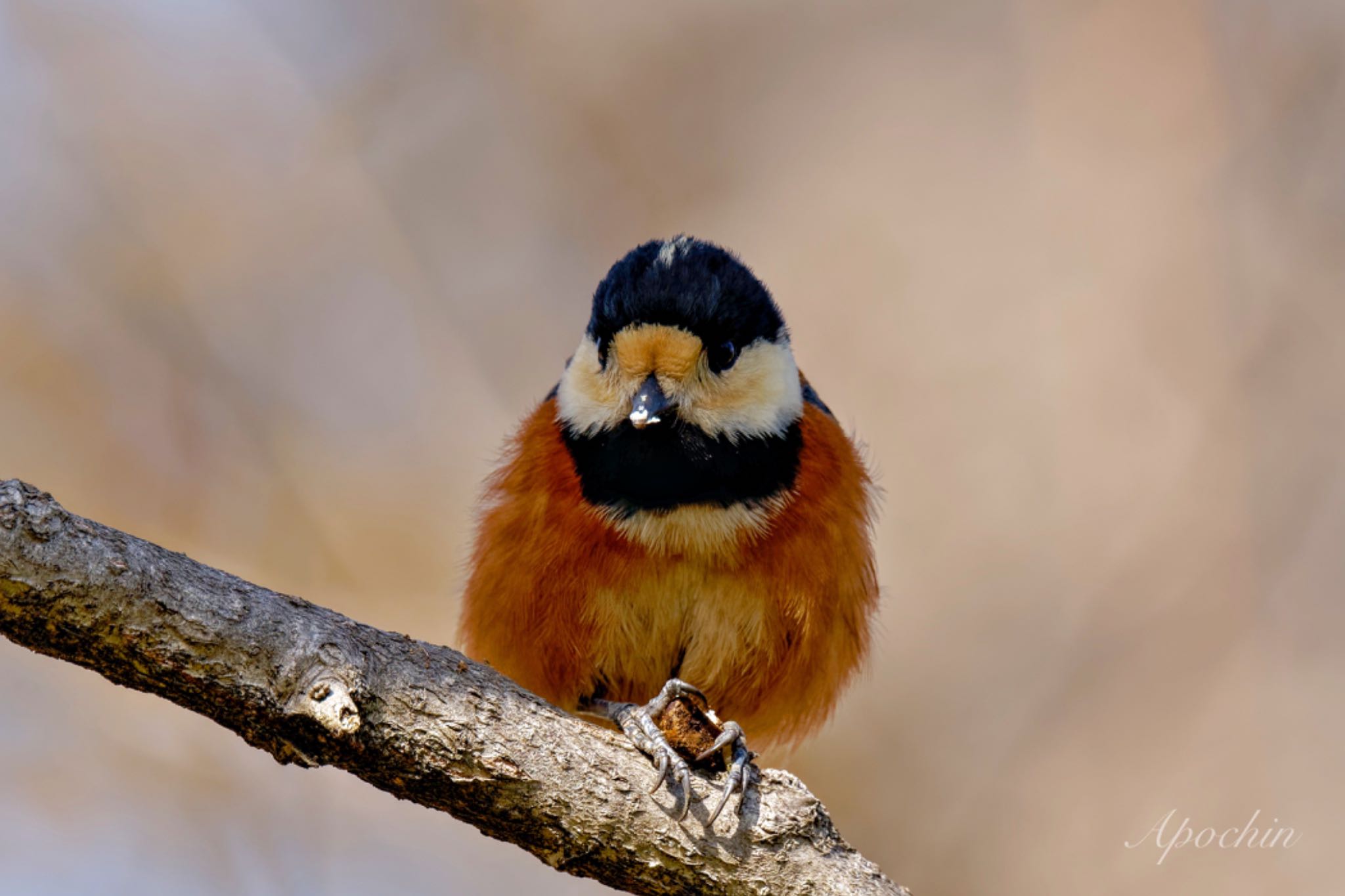 Photo of Varied Tit at Showa Kinen Park by アポちん