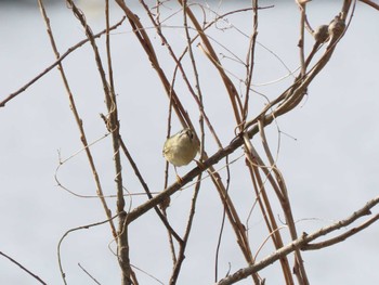 Goldcrest 平筒沼(宮城県登米市) Sat, 2/24/2024