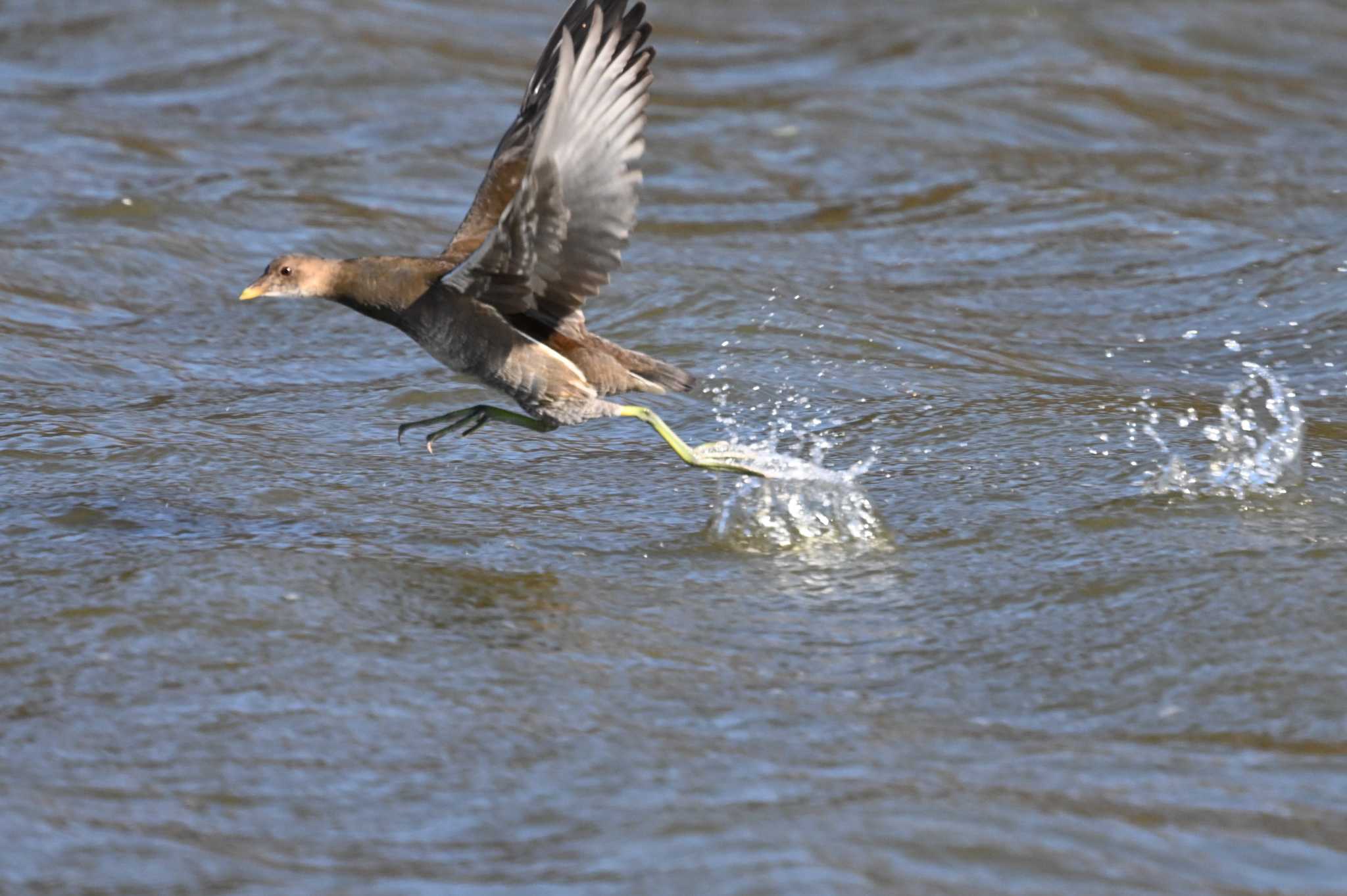 Common Moorhen