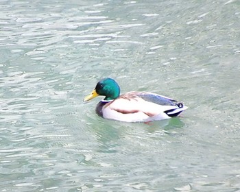 マガモ 大阪城公園 2024年2月27日(火)