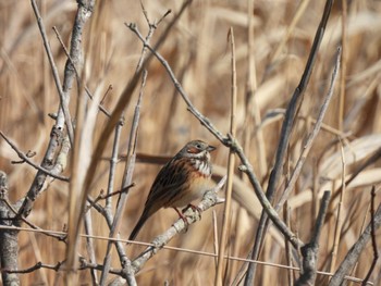 Chestnut-eared Bunting Unknown Spots Fri, 3/1/2024