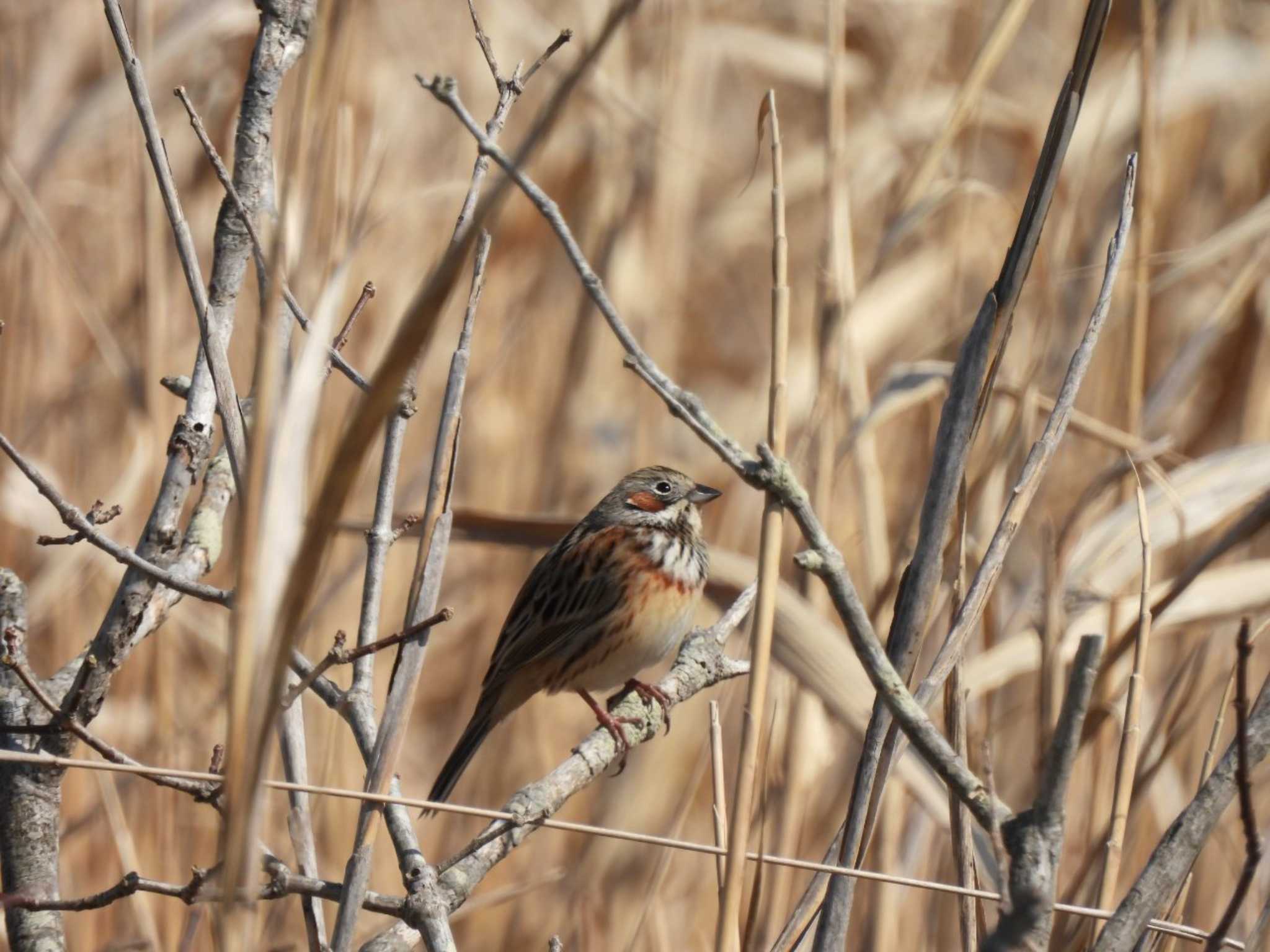 Photo of Chestnut-eared Bunting at  by Ibis